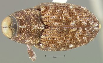 Media type: image;   Entomology 25208 Aspect: habitus dorsal view